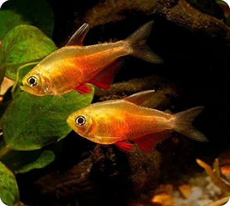 GOLDEN FLAME TETRA - 黄金火焰旗 - Image 2