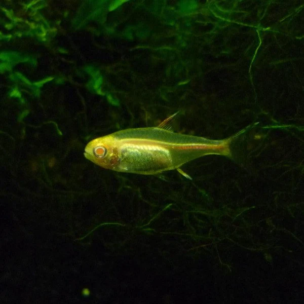 ALBINO GLOWLIGHT- 白子红灯管