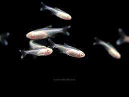 ALBINO GLOWLIGHT- 白子红灯管 - Image 3