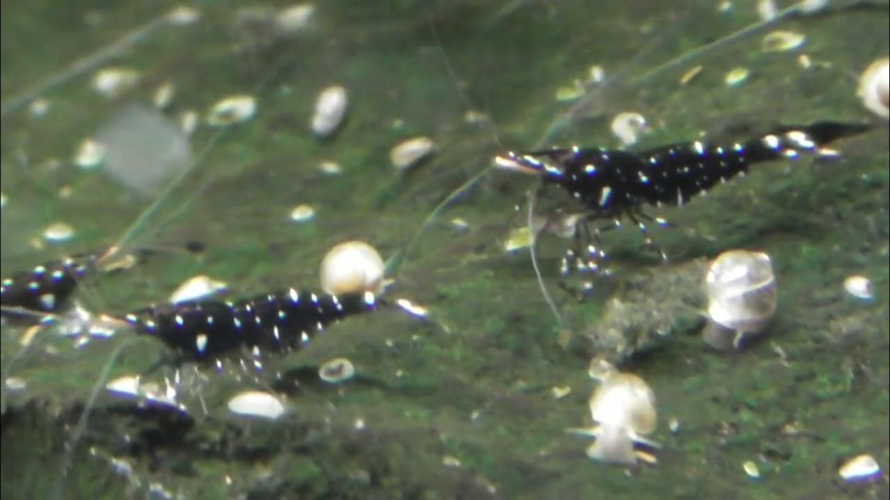 TAIWAN IMPORT BLACK GALAXY - 台湾进口黑银河苏蝦【10 PCS / SET】 - Image 3