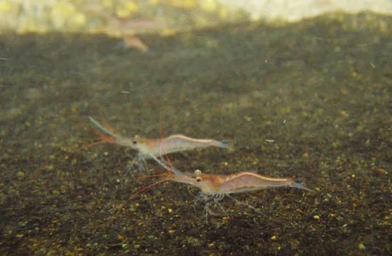 TAIWAN IMPORT BLUE LEG POSO - 台湾进口蓝尾蜂苏蝦【10 PCS / SET】 - Image 2