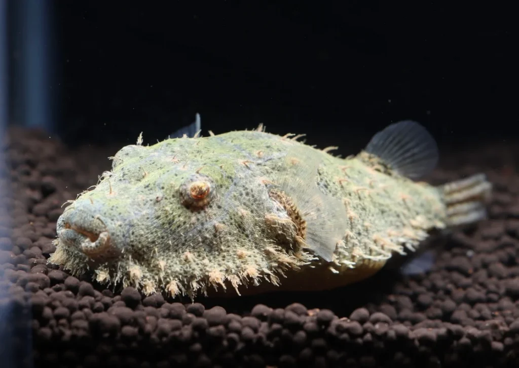 TETRAODON BAILEYI - 毛毛狗头