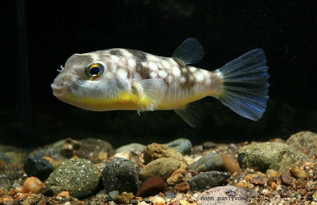 MILKY-SPOTTED PUFFER - 奶点狗头