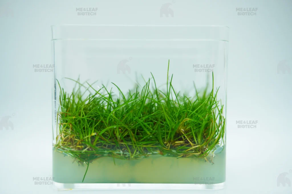 【ME & LEAF】ELEOCHARIS SP. MINI HAIR GRASS - 迷你牛毛草【100% SHRIMP SAFE】