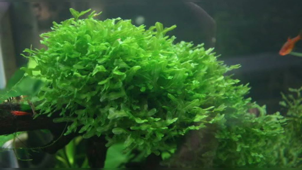HOME BREED PELIA MOSS - 自家繁殖怪蕨莫斯【10 X 10 CM】【100% SHRIMP SAFE】