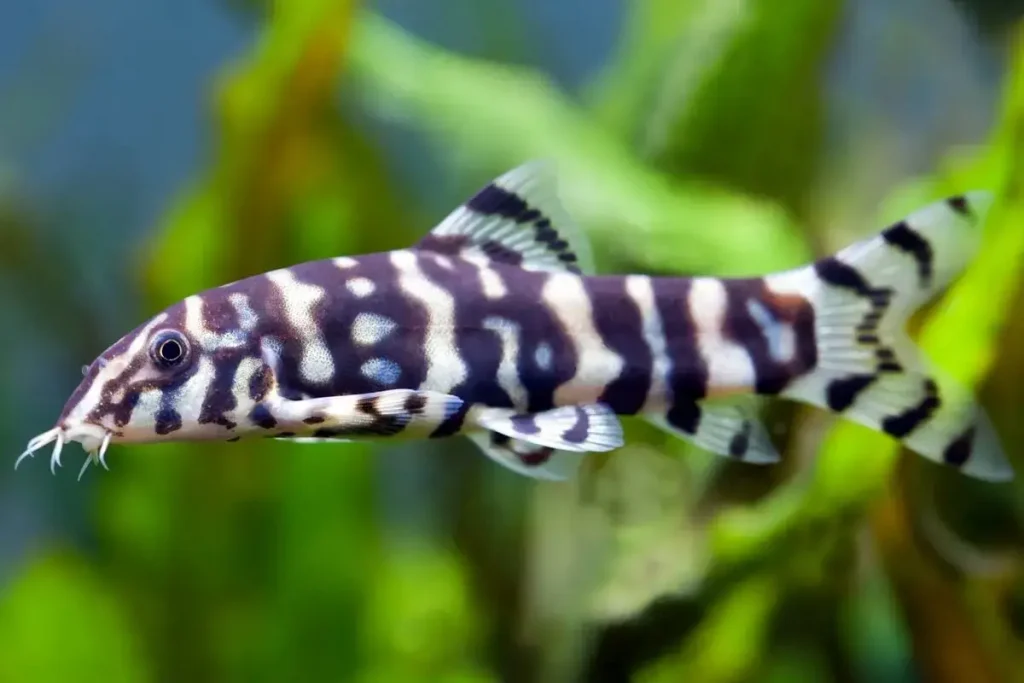 POLKA DOT LOACH - 樱花鼠