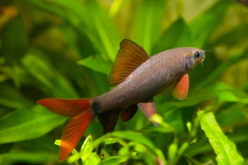 RED TAIL RAINBOW SHARK - 红尾彩虹鲨 - Image 2