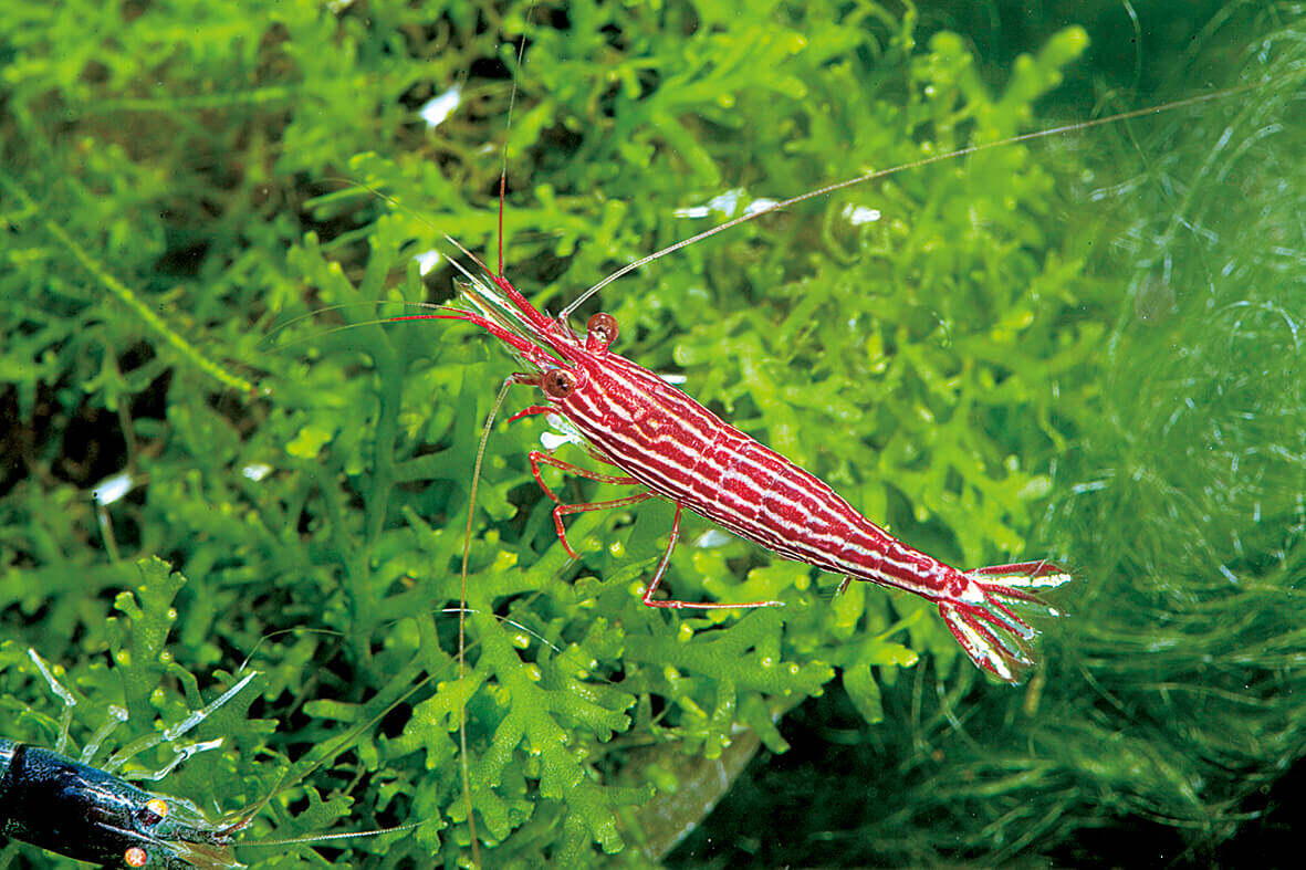 TAIWAN IMPORT RED LINE - 台湾进口大木纹苏蝦【10 PCS / SET】