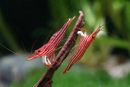 TAIWAN IMPORT RED LINE - 台湾进口大木纹苏蝦【10 PCS / SET】 - Image 3