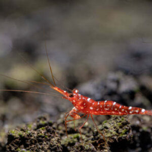 TAIWAN IMPORT RED ORCHID - 台湾进口红兰花苏蝦【10 PCS / SET】