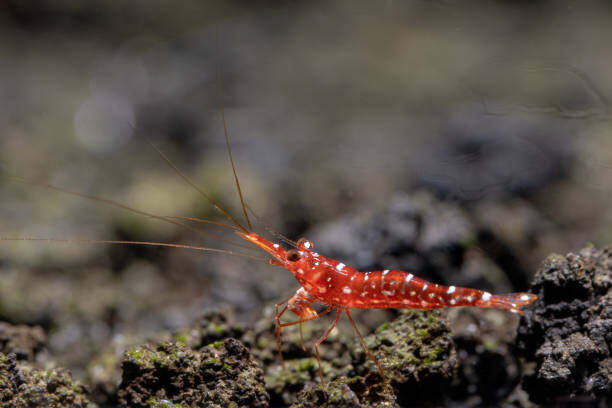 TAIWAN IMPORT RED ORCHID - 台湾进口红兰花苏蝦【10 PCS / SET】