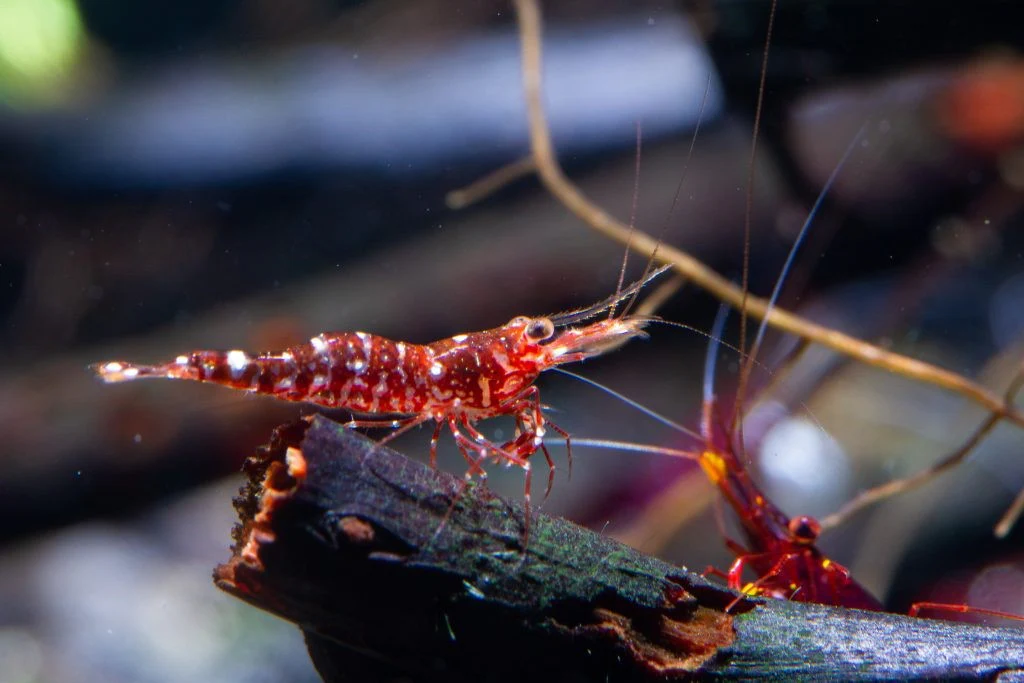 TAIWAN IMPORT RED ORCHID - 台湾进口红兰花苏蝦【10 PCS / SET】 - Image 2