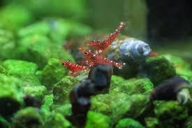 TAIWAN IMPORT RED ORCHID - 台湾进口红兰花苏蝦【10 PCS / SET】 - Image 3