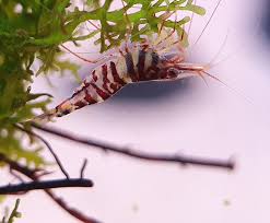 TAIWAN IMPORT RED TIGRIS - 台湾进口红虎纹苏蝦【10 PCS / SET】 - Image 2