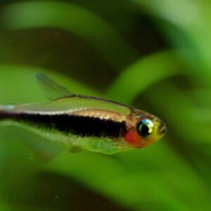 TOUCAN TETRA - 图卡诺火灵灯