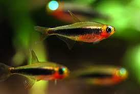 TOUCAN TETRA - 图卡诺火灵灯 - Image 2