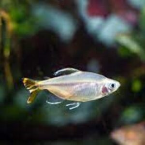 YELLOW TAIL CONGO - 黄尾刚果灯