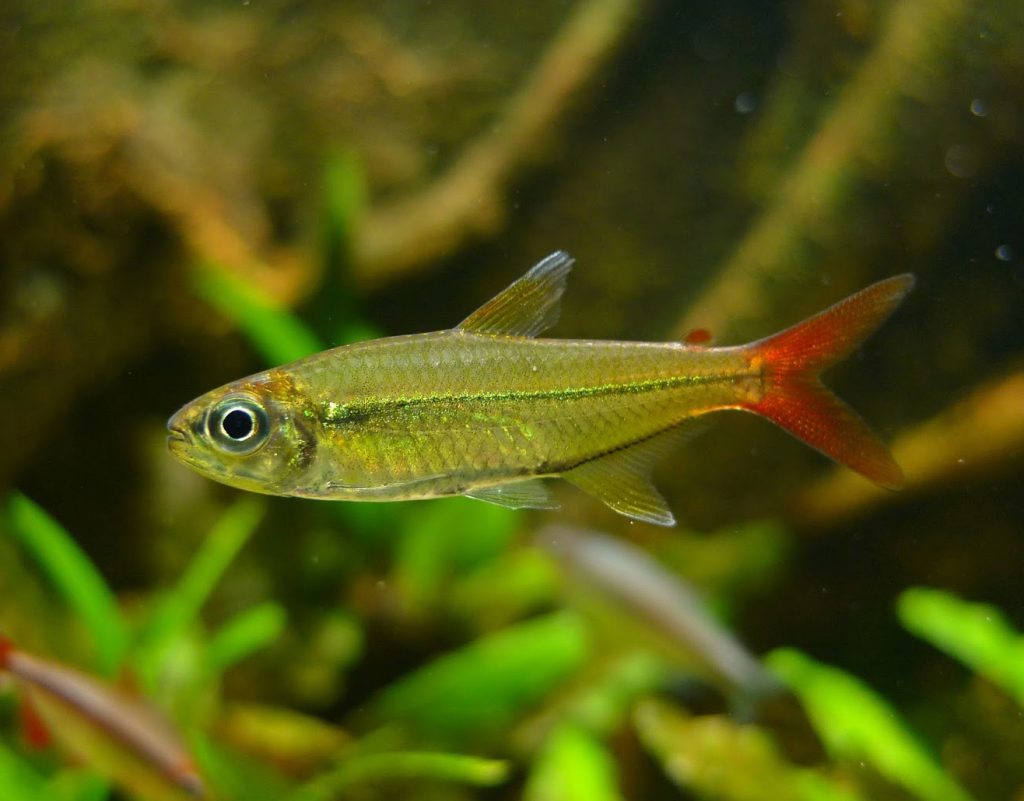 COPEI TETRA - 可乐蒂翠绿灯