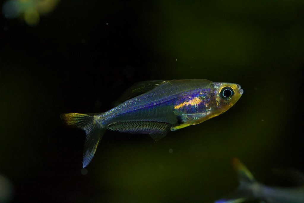 HUMMING BIRD TETRA - 七彩水晶旗