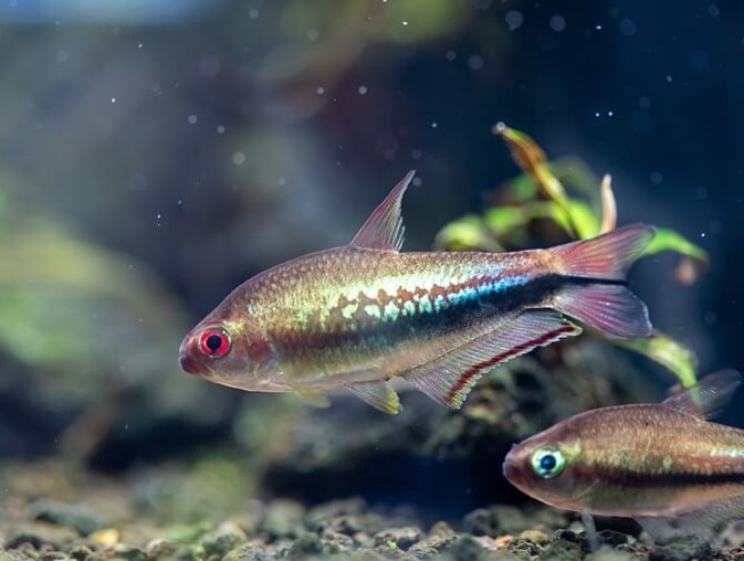 RAINBOW TETRA - 彩虹帝王灯 - Image 2