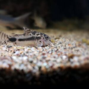 HABROSUS CORYDORAS - 娃娃鼠