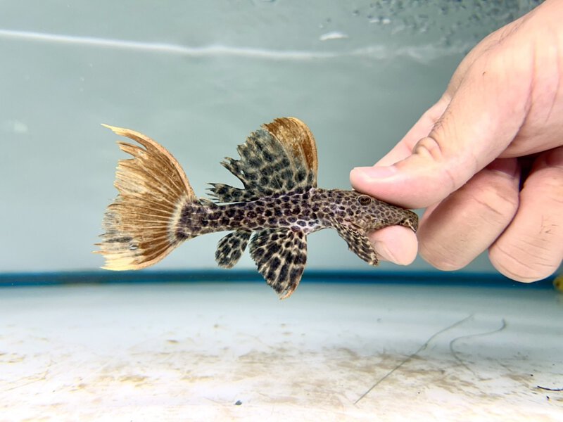 L600 LEOPARD CACTUS PLECO - 帝王血钻 - Image 3