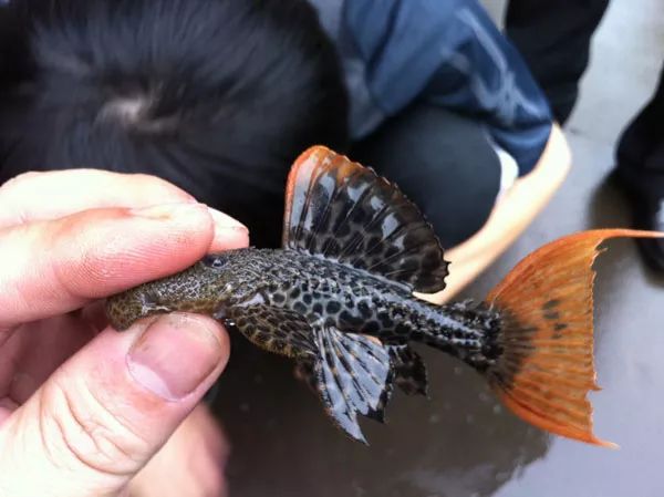 L600 LEOPARD CACTUS PLECO - 帝王血钻 - Image 2