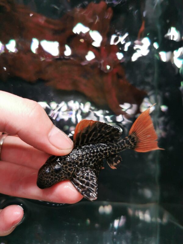 L600 LEOPARD CACTUS PLECO - 帝王血钻