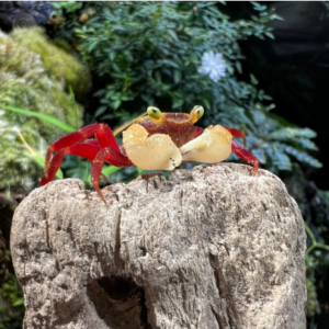 MANDARIN WHITE CLAW CRAB - 白臂糖果恶魔蟹