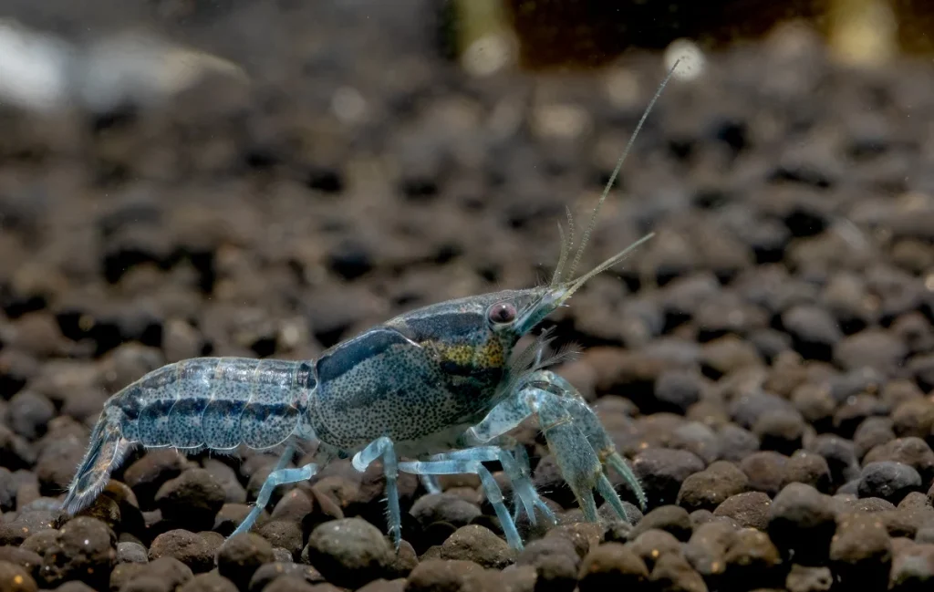 MINI BLUE DWARF CRAYFISH / CAMBARELLUS DIMINUTUS - 迷你蓝鳌蝦