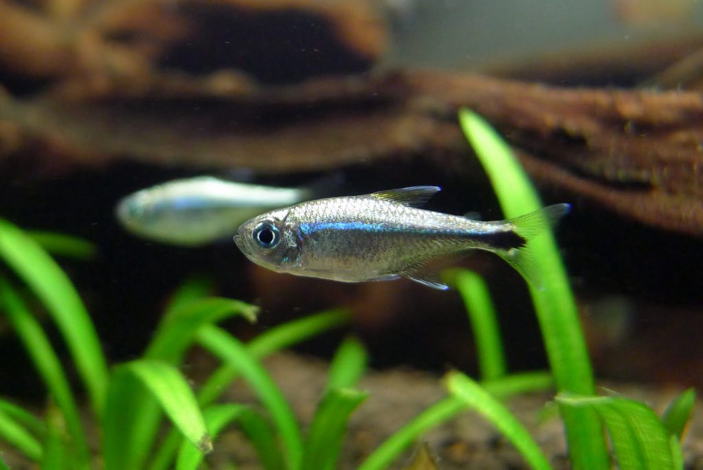 PURPLE GOLD TETRA - 蓝线金灯