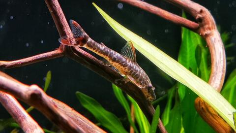 RED FIN OTOCINCLUS - 红尾小精灵 - Image 2