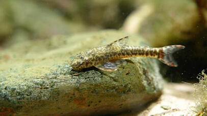RED FIN OTOCINCLUS - 红尾小精灵 - Image 3