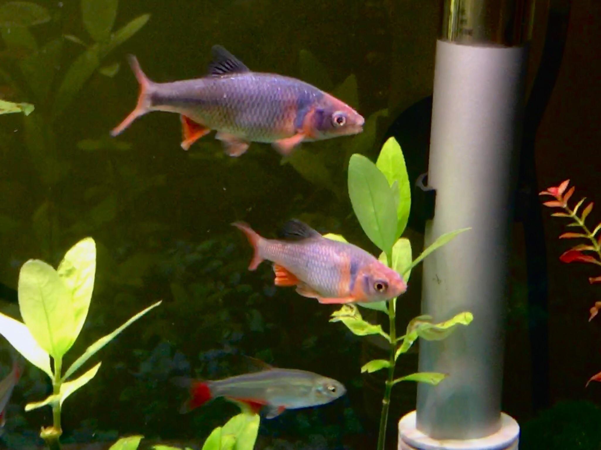 RED HORSE MINNOW - 卢伦真小鲤 - Image 3