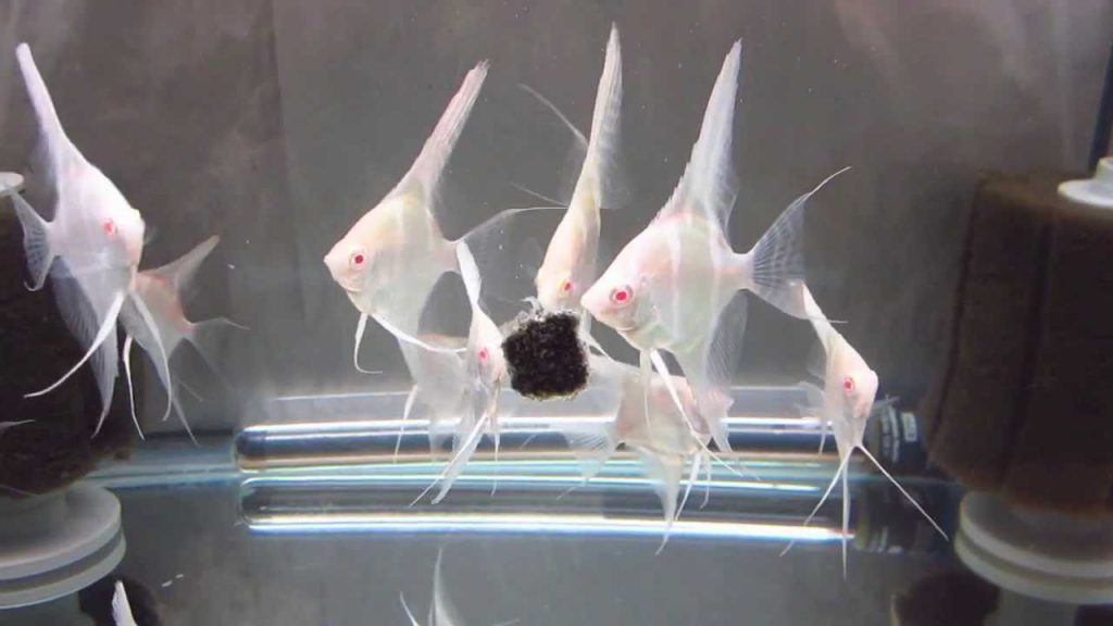 Albino Dantum Angelfish