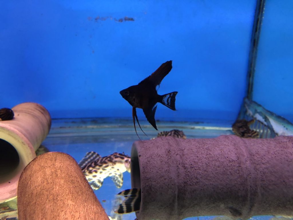 Black Lace Angelfish