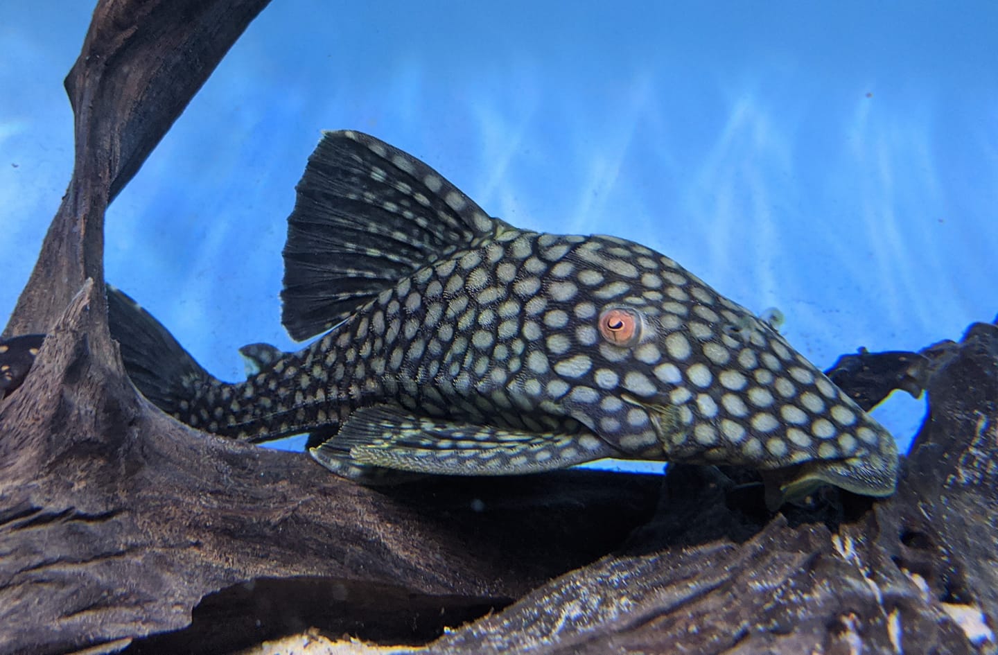 L330 WATERMELON ROYAL - 钻石皇冠豹