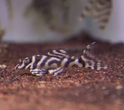 L333 WHITE KING TIGER - 白帝王迷宫异形 - Image 3