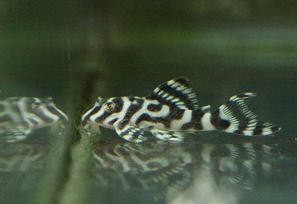 L333 WHITE KING TIGER - 白帝王迷宫异形 - Image 2