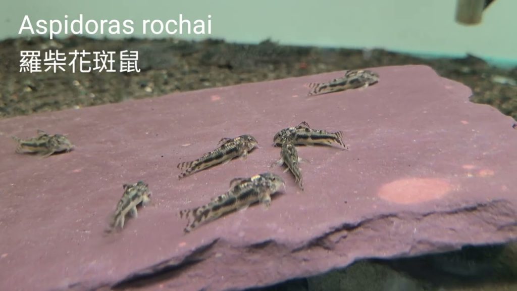 GUARAMIRANGA CORY - 罗柴花斑鼠