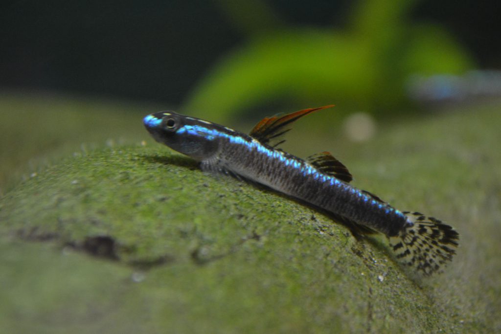 BLACK RIFLE GOBY - 帛琉枝牙鰕虎