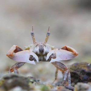 TMETHYPOCOELIS CERATOPHORA - 角眼切腹蟹