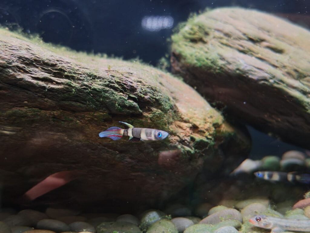 Clown Killifish