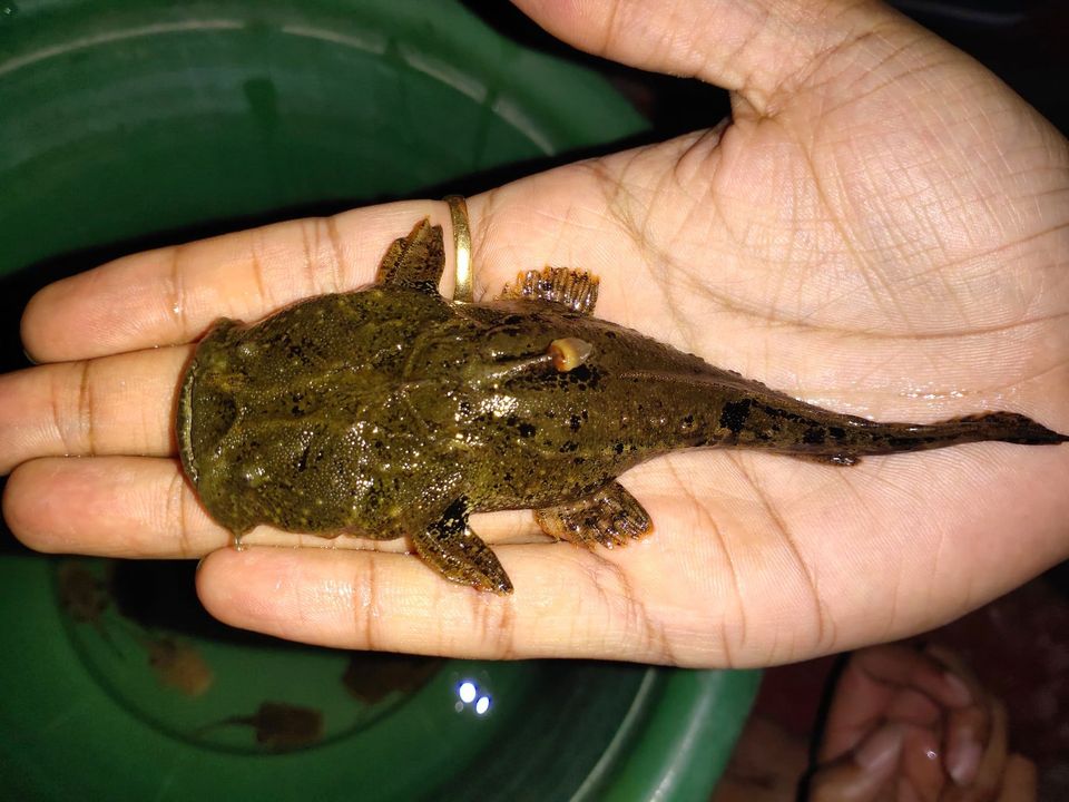 FROGMOUTH CATFISH - 蛙嘴猫 - Image 3