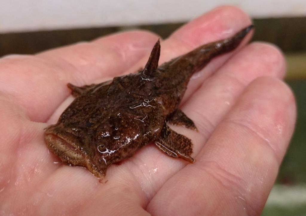 FROGMOUTH CATFISH - 蛙嘴猫