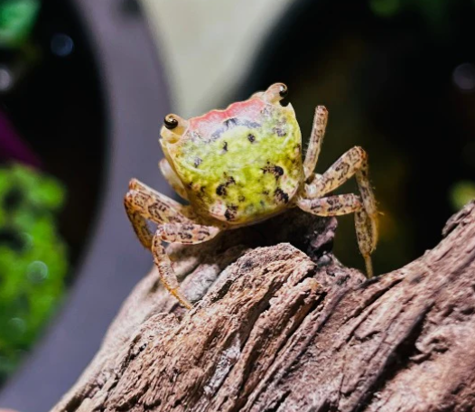 METASESARMA OBESUM 'GREEN' - 抹茶娃娃蟹 - Image 3