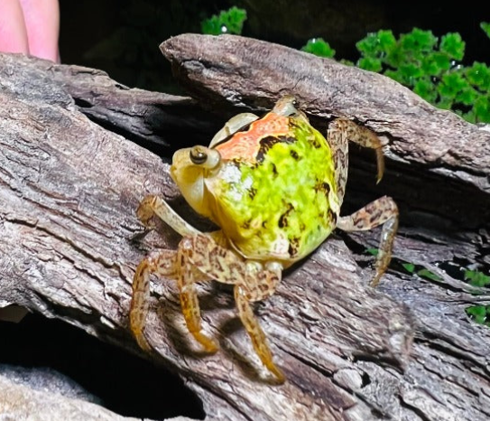 METASESARMA OBESUM 'GREEN' - 抹茶娃娃蟹