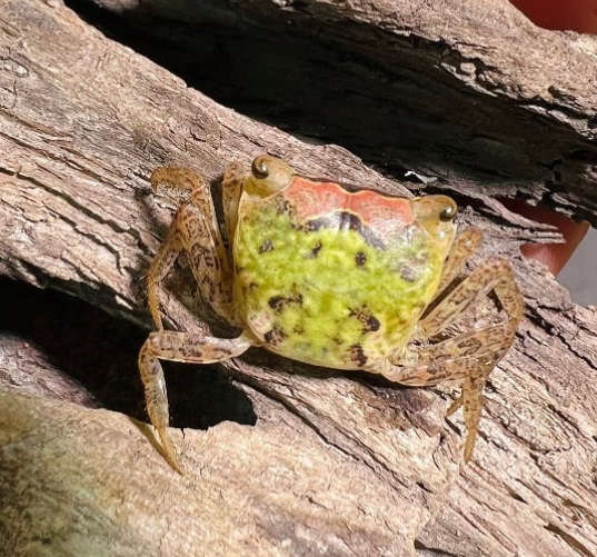 METASESARMA OBESUM 'GREEN' - 抹茶娃娃蟹 - Image 2