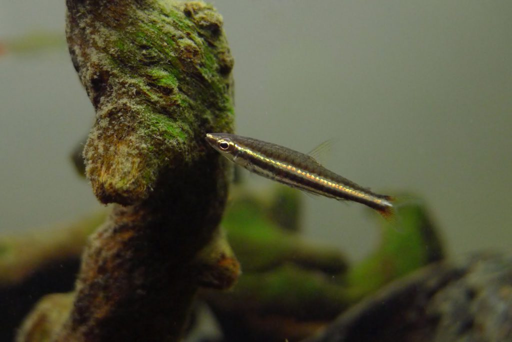 GREEN LINE PENCILFISH - 绿线铅笔