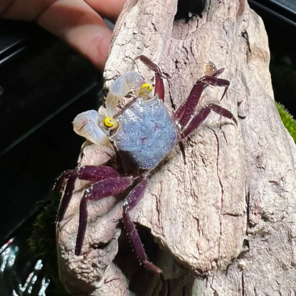 GREY STAR VAMPIRE CRAB - 金眼星云恶魔蟹 - Image 3